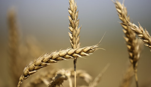 Wheat Futures Price Soars To 14-Year High As Russia Invasion Chokes Trade