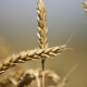 Wheat Futures Price Soars To 14-Year High As Russia Invasion Chokes Trade